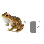 Design Toscano Lester The Leopard Frog Statue