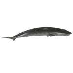 Design Toscano Barracuda Wall Trophy