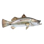 Design Toscano Barramundi Wall Trophy