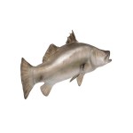 Design Toscano Barramundi Wall Trophy