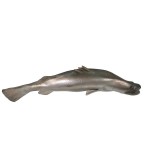 Design Toscano Barramundi Wall Trophy