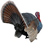 Design Toscano Wild Tom Turkey Statue