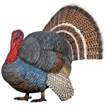 Design Toscano Wild Tom Turkey Statue