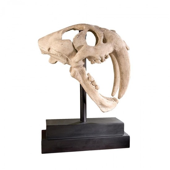 Design Toscano Saber Tooth Tiger Skull On Museum Mount