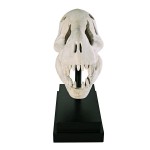 Design Toscano T-Rex Dinosaur Skull On Mount