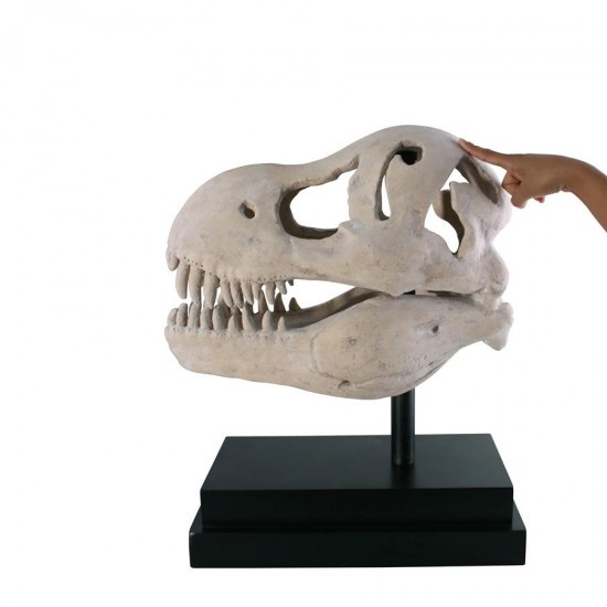 Design Toscano T-Rex Dinosaur Skull On Mount