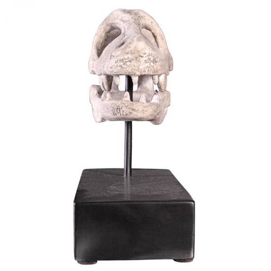 Design Toscano Velociraptor Skull Fossil Statue