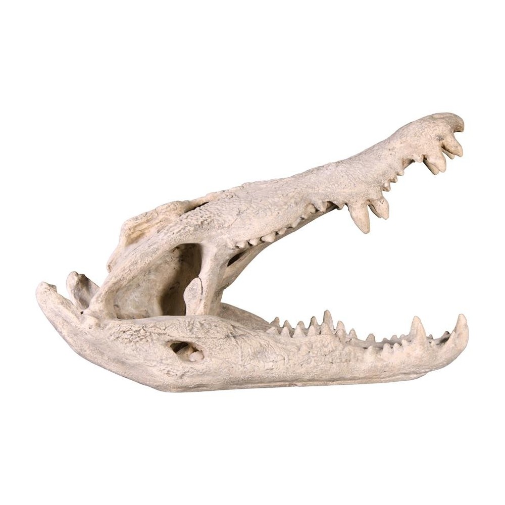 Design Toscano Crocodile Skull