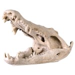 Design Toscano Crocodile Skull