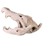 Design Toscano Crocodile Skull