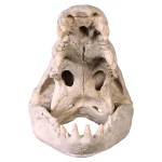 Design Toscano Crocodile Skull