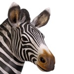 Design Toscano Grand Scale Zebra Foal Statue