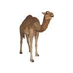 Design Toscano Life Size Camel Statue