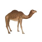 Design Toscano Life Size Camel Statue