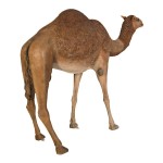 Design Toscano Life Size Camel Statue