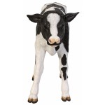 Design Toscano Buttercup Holstein Calf Statue