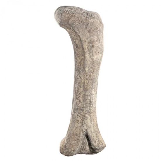 Design Toscano Apatosaurus Femur Fossil Statue