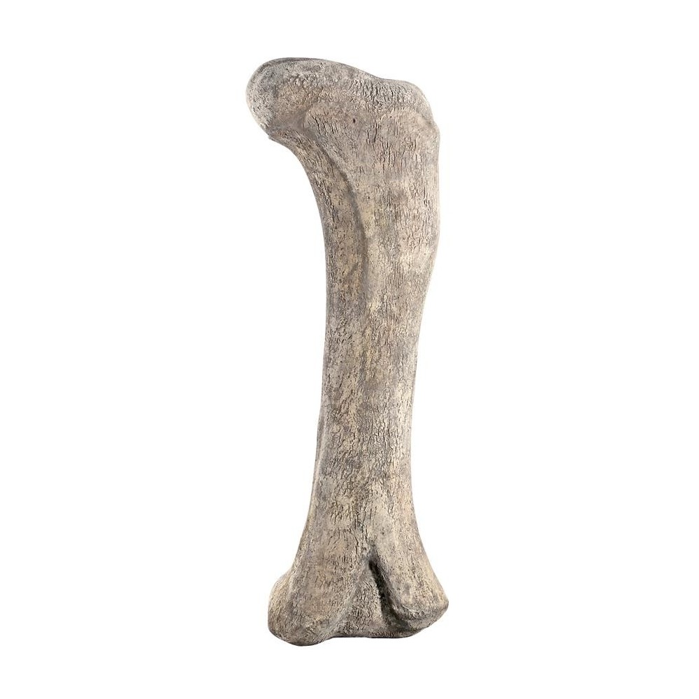 Design Toscano Apatosaurus Femur Fossil Statue