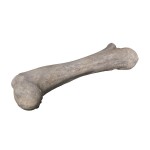 Design Toscano Apatosaurus Femur Fossil Statue