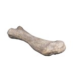 Design Toscano Apatosaurus Femur Fossil Statue