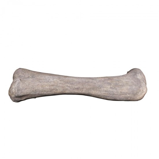 Design Toscano Apatosaurus Femur Fossil Statue