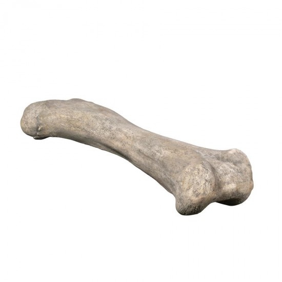 Design Toscano Apatosaurus Femur Fossil Statue