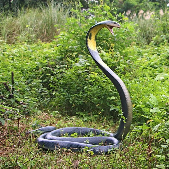 Design Toscano King Cobra Life Size Snake Statue