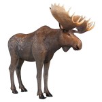 Design Toscano Full Size Moose Statue