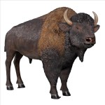 Design Toscano American Bison