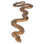 Design Toscano Giant Burmese Python Statue