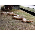 Design Toscano Giant Burmese Python Statue