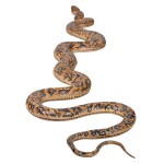 Design Toscano Giant Burmese Python Statue