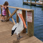 Design Toscano Giant White Pelican Statue