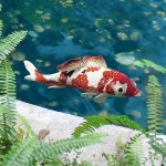 Design Toscano Large Japanese Koi