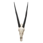 Design Toscano Gemsbok Wall Trophy