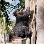 Design Toscano Yonva The Climbing Black Bear Statue