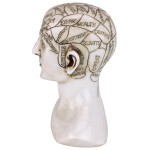 Design Toscano Phrenology Science Of The Brain Statue