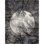 Nourison Twilight TWI17 Area Rug, Moon, 12' x 15'