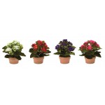 Kalanchoe W/Pot (Set Of 4) 7"H Polyester