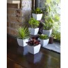 Potted Succulent (Set Of 6) 7"H Ceramic/Plastic