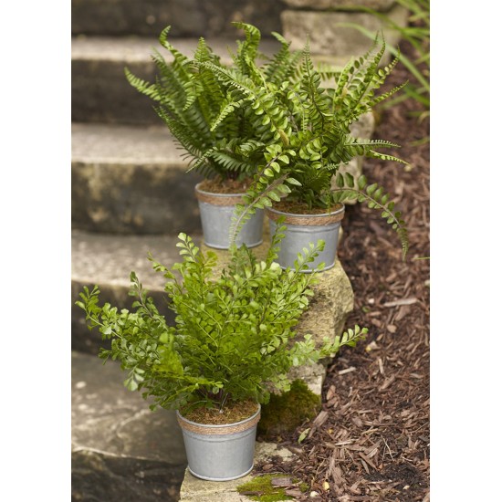 Potted Fern (Set Of 3) 14.5"H Plastic/Tin