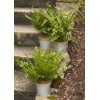 Potted Fern (Set Of 3) 14.5"H Plastic/Tin