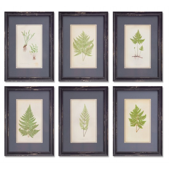 Framed Fern Prints (Set Of 6) 13.5"L x 19.5"H Mdf/ Glass/Wood