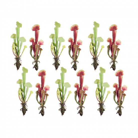 Cobra Lily Plant (Set Of 12) 13"H Polyester/Plastic