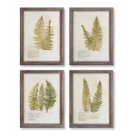 Framed Fern Print (Set Of 4) 17.75" x 23.5"H Wood/Glass