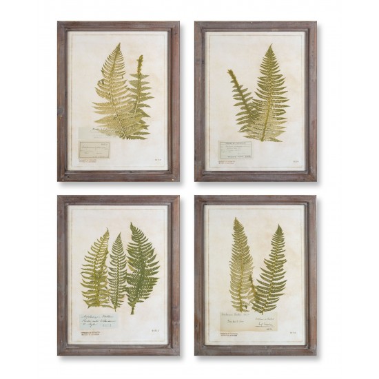 Framed Fern Print (Set Of 4) 17.75" x 23.5"H Wood/Glass