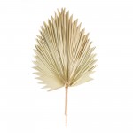 Fan Palm Leaf (Set Of 6) 42"H Natural Palm, Beige, Brown