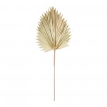 Fan Palm Leaf (Set Of 6) 42"H Natural Palm, Beige, Brown