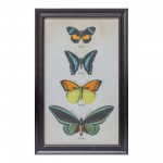 Framed Butterfly Print (Set Of 2) 11.25"L x 18.25"H Wood/Glass