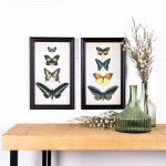 Framed Butterfly Print (Set Of 2) 11.25"L x 18.25"H Wood/Glass